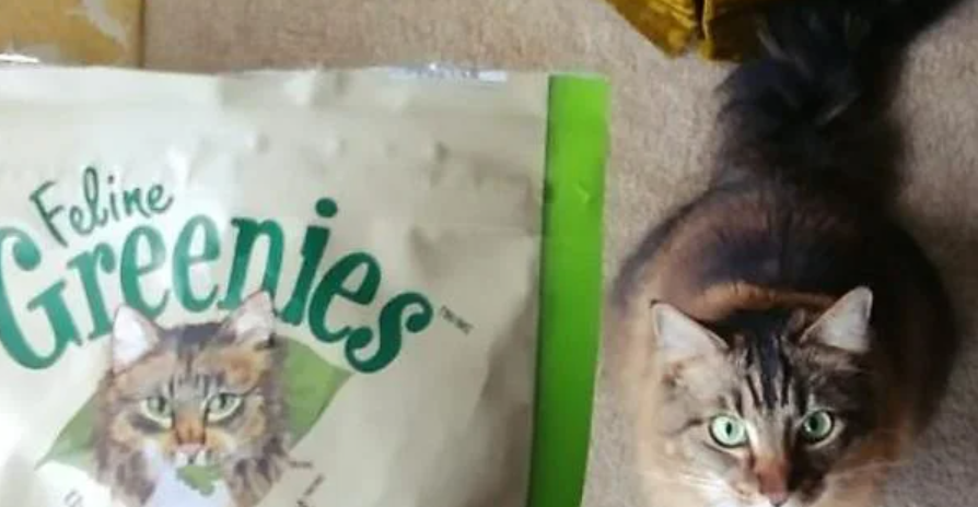 Why Cats Go Nuts for Greenies Dental Treats